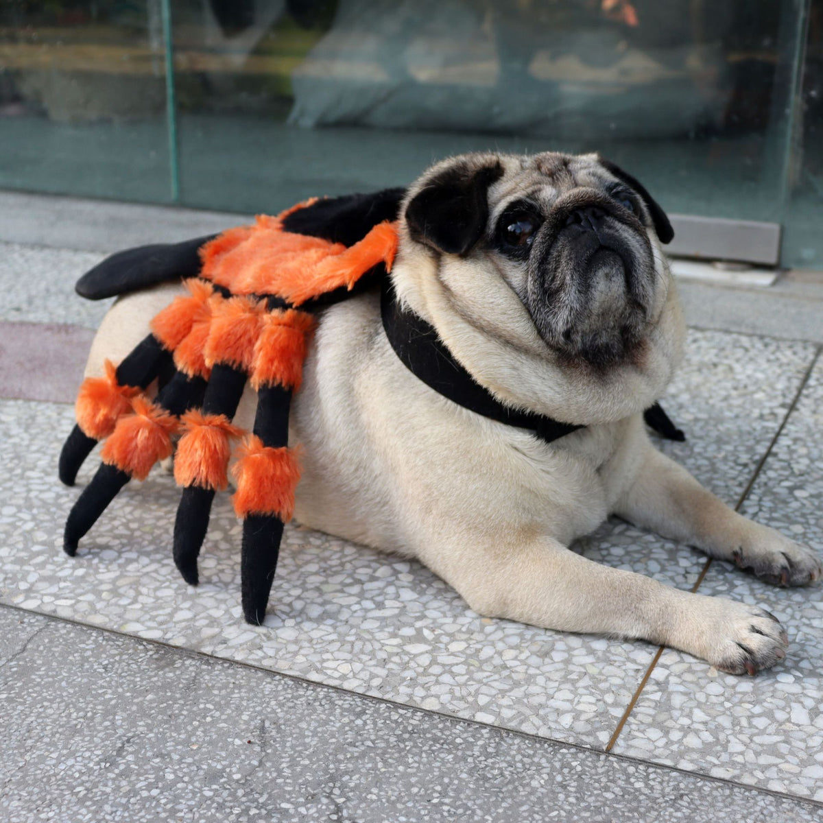 Halloween Spider Dog Costume