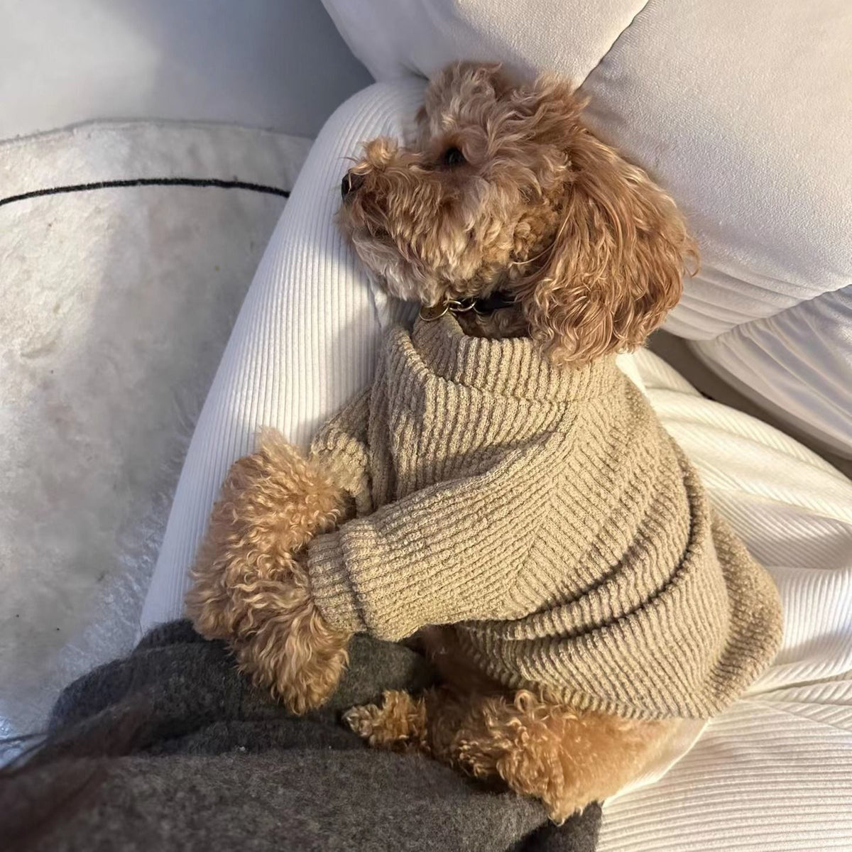 Small Dog Pullover Sweater