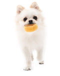 Mushroom Tibetan Food Vocal Toy Set Dog