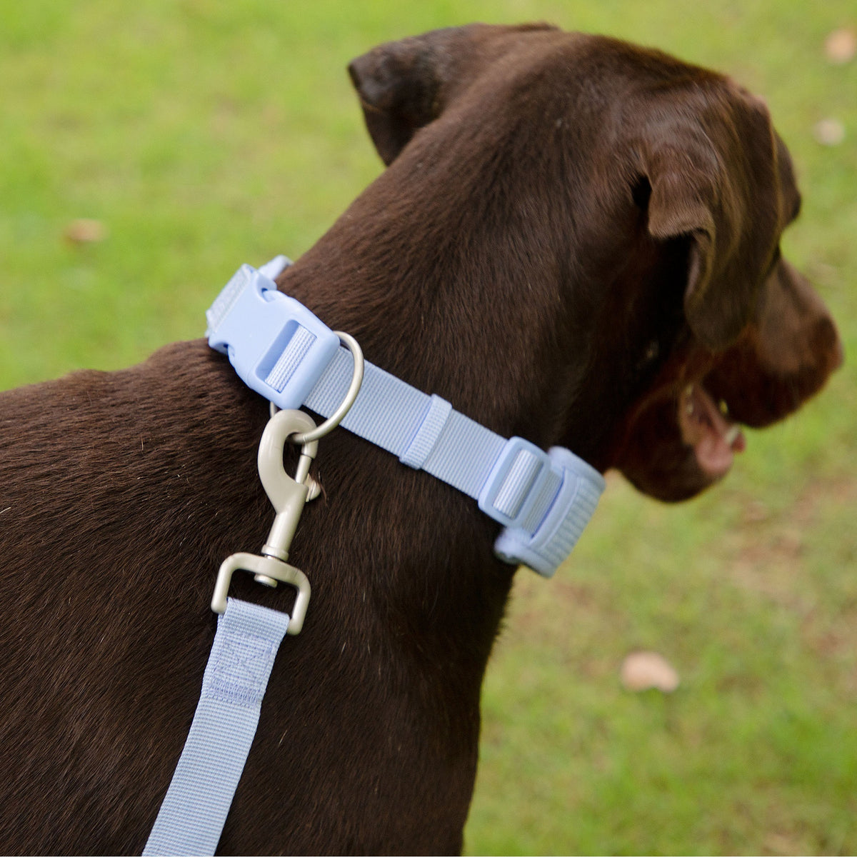 Hand Holding Rope Explosion-Proof Chest Back Suit Widened Pet Collar Mini Schoolbag Dog Stool Bag