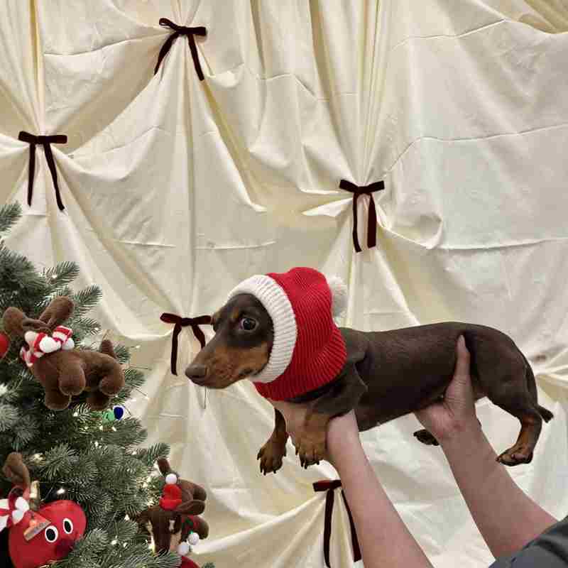 Warm Plush Christmas Pet Dress-Up Hat