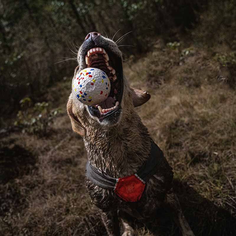 Etpu Resistant Teeth Chewing Pet Dog Toy Ball
