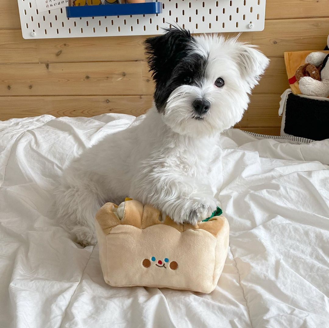 Bread Toast Sniffing Tibetan Food Toys