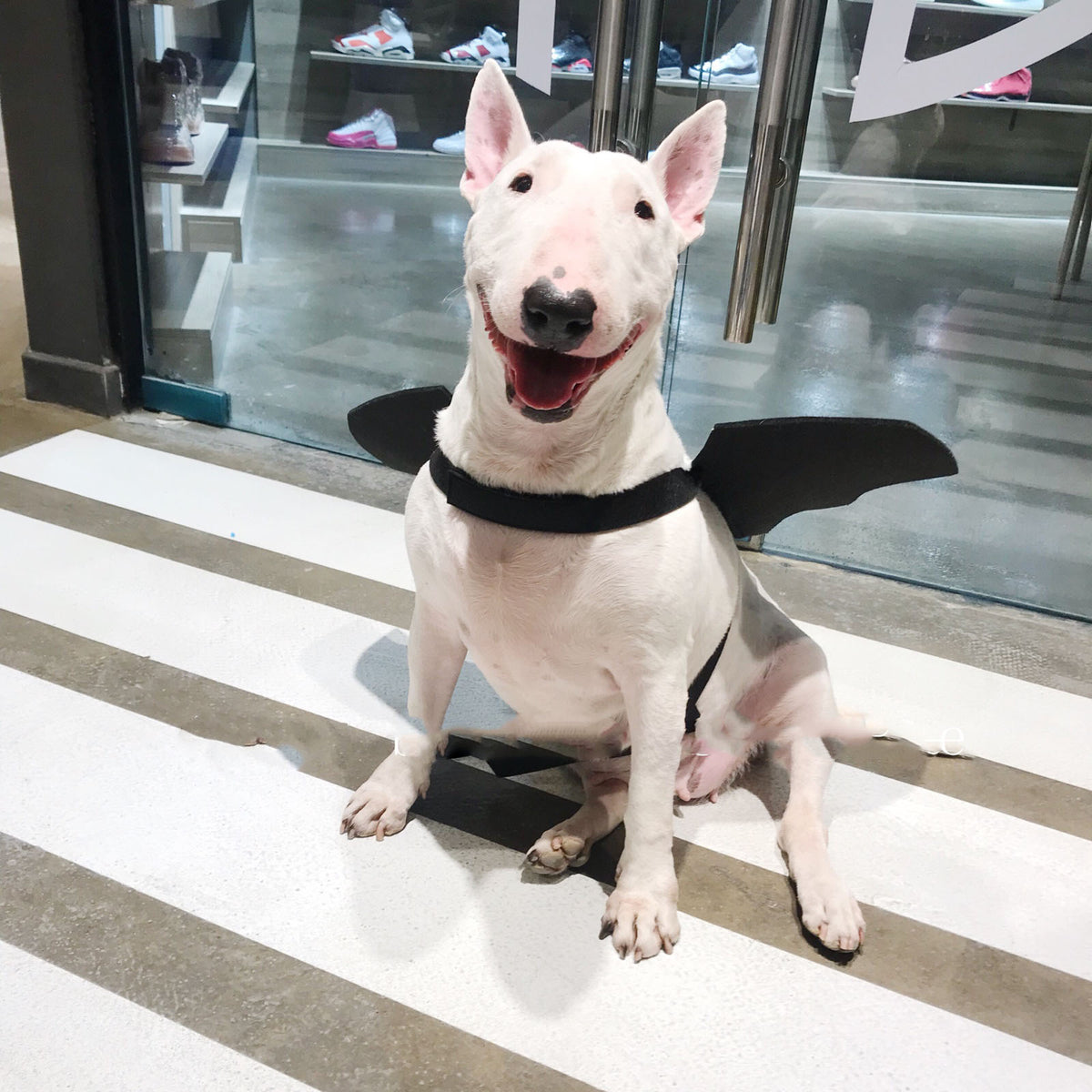Black Pet Bat Wing Accessory