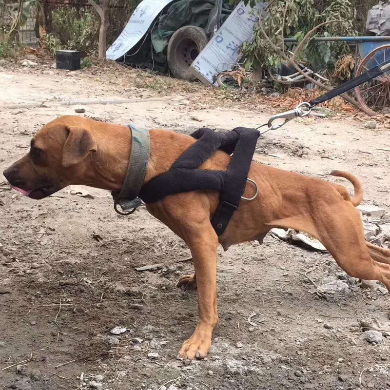 Explosive Force Training Elastic String Chest Strap Buffer Rope Set A Bulldog Supplies And Equipment