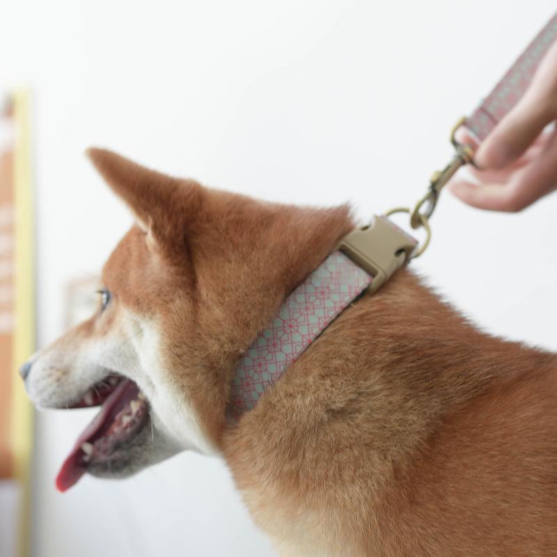 Pet Training Collar And Leash Set