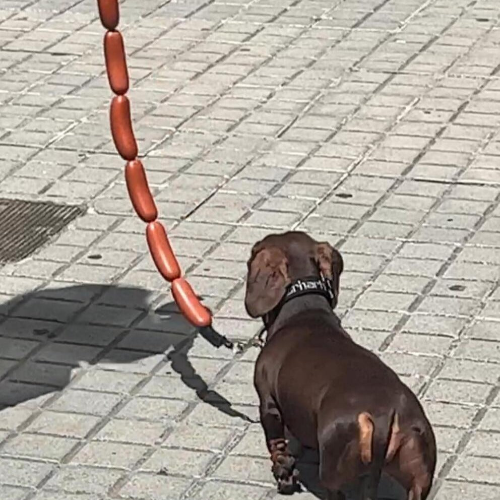 Dog Hand Holding Rope A Bunch Of Big Sausage