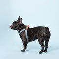 Pet Dog Soft Cotton Fashion Trendy Strap Hand Holding Rope Four Seasons Universal