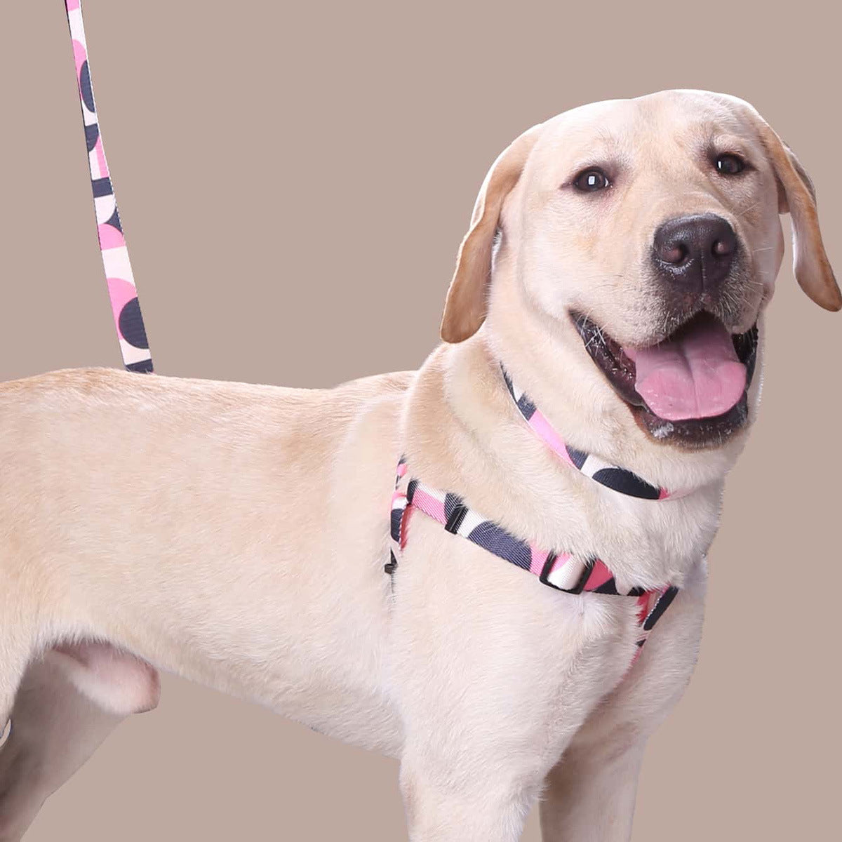 Hand-Holding Rope Dog Leash Collar Set