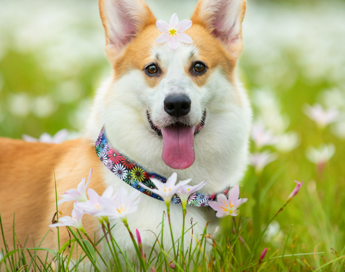 Digital Printing Adjustable Pet Collar