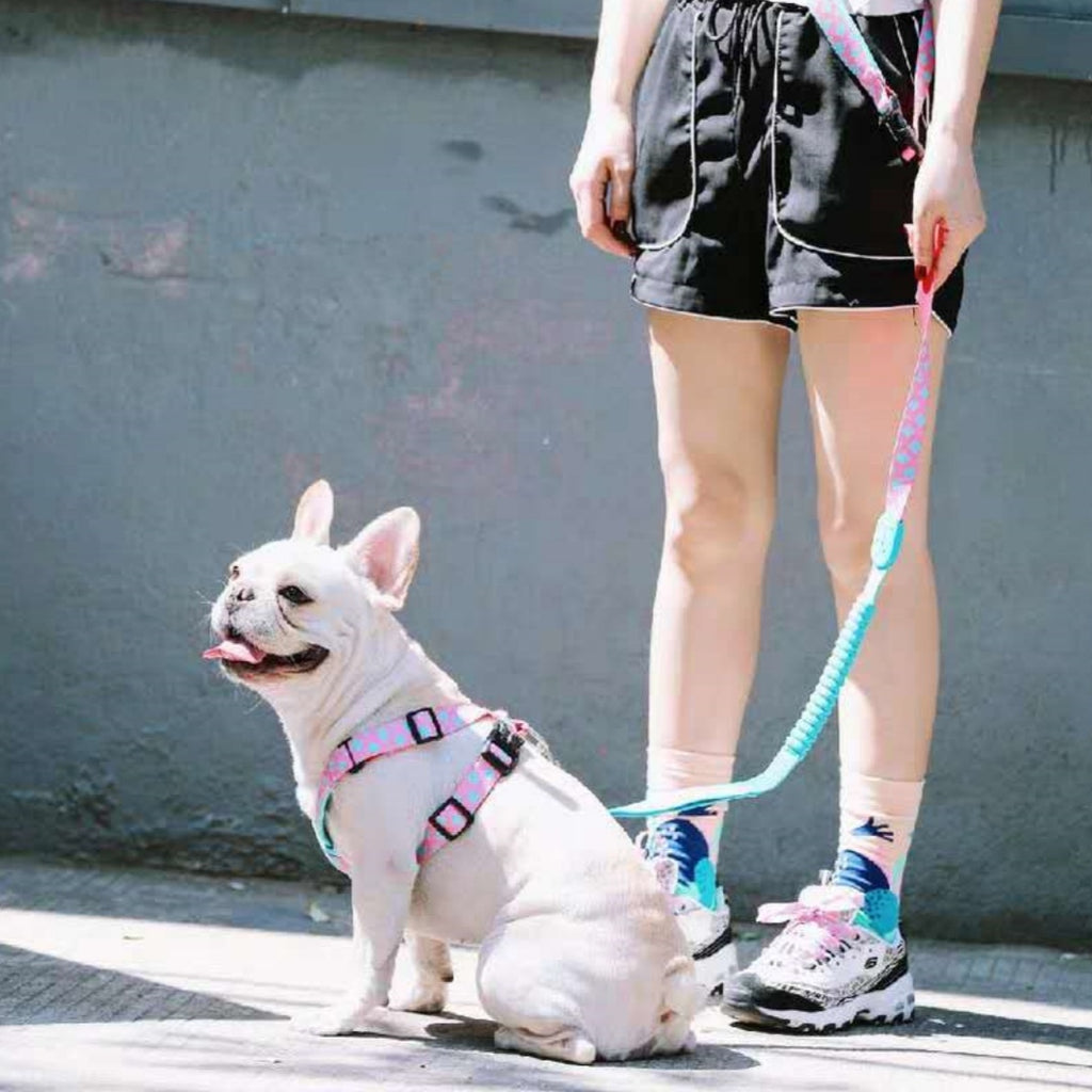 X-Type Dog Walking Chest Strap