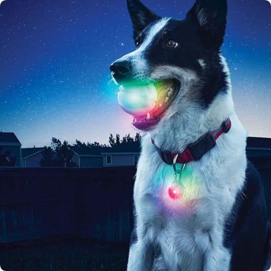 LED Glowing Dog Biting Ball